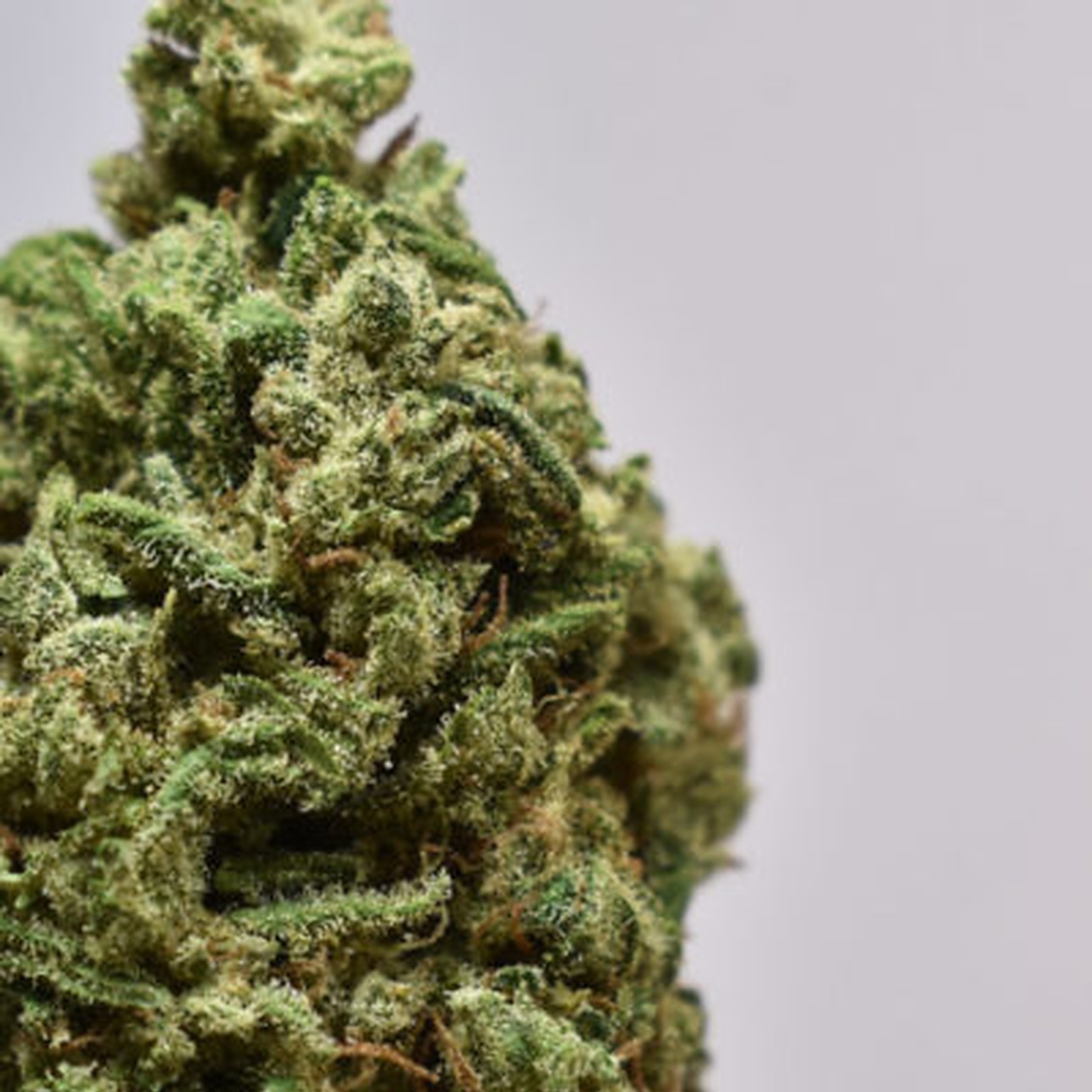 9 Pound Hammer Leafly